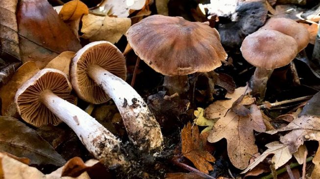 Jenis tanaman baru, Cortinarius heatherae. [Royal Botanic Gardens in Kew]