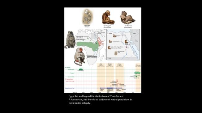 Mumi Baboon. [Elifesciences.org]