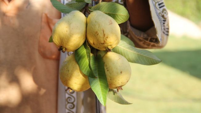 Bukan Cuma Obat Diare, Berikut 5 Manfaat Teh Daun Jambu Biji