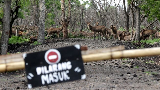 Kawanan rusa melintas di jalan Taman Nasional Baluran, Situbondo, Jawa Timur, Senin (21/12/2020). [ANTARA FOTO/Budi Candra Setya]
