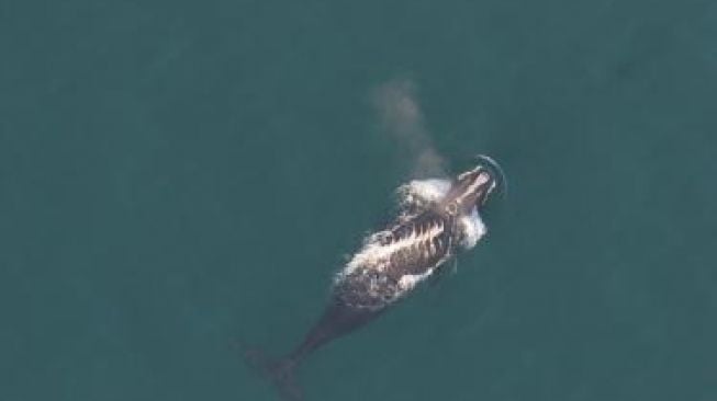 Paus langka terlihat di perairan AS. [NOAA.gov]