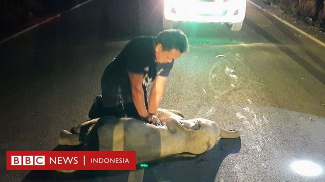 Waspada Bila Motoran! Anak Gajah Ditabrak, Mesti Ditolong Napas Buatan CPR