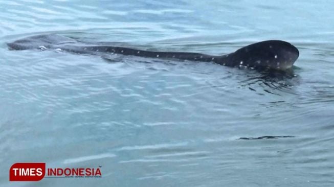 Hiu Tutul Seberat 4 Ton Ditemukan Terdampar di Pesisir Pantai Tasikmalaya