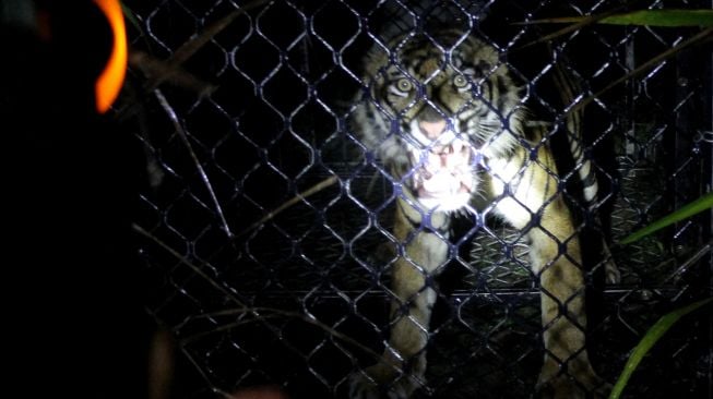 Harimau Sumatera liar (Panthera tigris sumatrae) berada dalam kandang saat proses evakuasi di Desa Pangkalan Sulampi, Kecamatan Suro, Kabupaten Aceh Singkil, Aceh, Rabu (23/12/2020).  [ANTARA FOTO/Syifa Yulinnas]