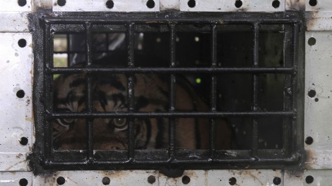 Harimau Sumatera liar (Panthera tigris sumatrae) berada di dalam kandang saat proses perawatan dan observasi di Conservation Response Unit (CRU) Desa Naca, Kecamatan Trumon, Aceh Selatan, Aceh, Jumat (25/12/2020). [ANTARA FOTO/Syifa yulinnas]