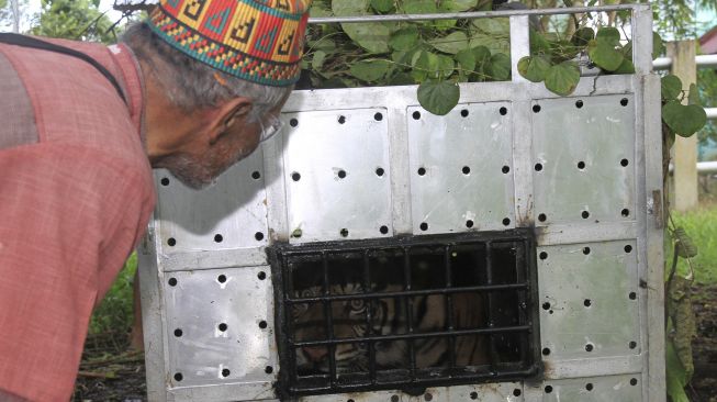 Pawang harimau sumatra Syarwani Sabi (kiri) memantau keadaan Harimau Sumatera liar (Panthera tigris sumatrae) saat proses perawatan dan observasi di Conservation Response Unit (CRU) Desa Naca, Kecamatan Trumon, Aceh Selatan, Aceh, Jumat (25/12/2020). [ANTARA FOTO/Syifa yulinnas]