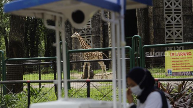 Pedagang menunggu pembeli di dekat kandang jerapah di Taman Margasatwa Ragunan, Jakarta, Sabtu (26/12/2020). [Suara.com/Angga Budhiyanto]