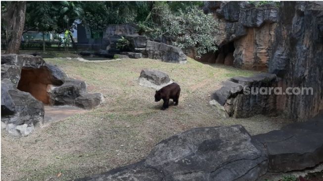 Ragunan Sepi Gegara Pandemi, Petugas: Satwa Jadi Lebih Tenang