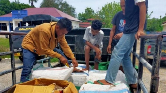 Terciduk! Ratusan Kg Daging Rusa Hendak Diselundupkan dari Labuan Bajo