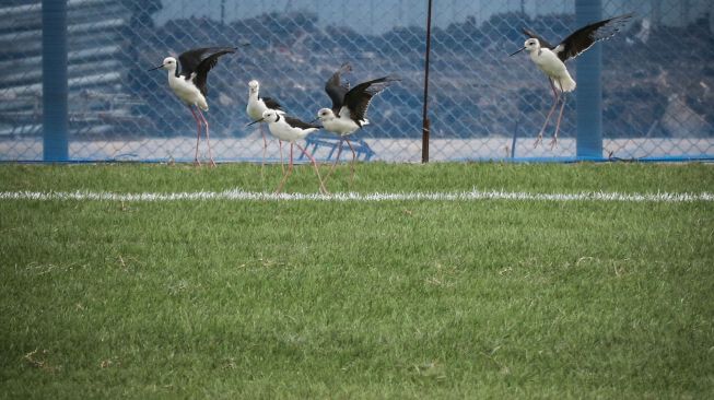 Sejumlah Burung Kaki Bayam yang berfungsi untuk merawat rumput berada di lapangan latih usai diresmikan di Jakarta International Stadium (JIS), Jakarta, Senin (28/12/2020). [ANTARA FOTO/Rivan Awal Lingga]