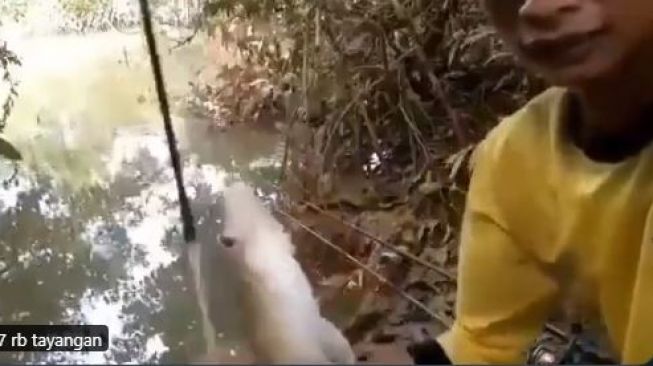 Viral Video Pemancing Hampir Dimangsa Buaya, Publik: Nasib Dia Gimana?