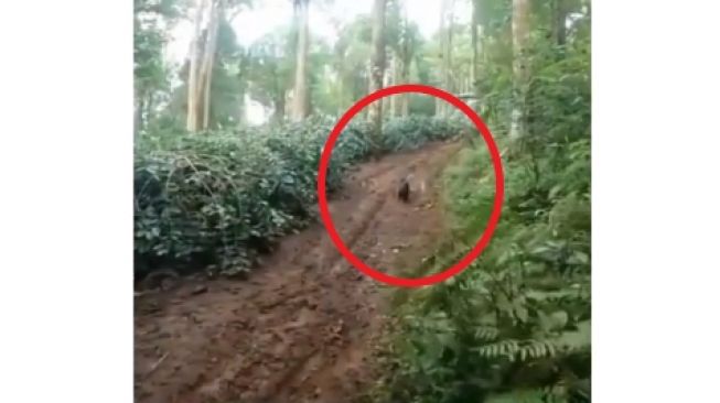 Dikejar Makhluk Misterius, Rombongan Pemotor Trail Lari Kocar-kacir