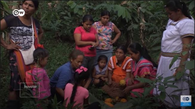 Budi Daya Tanaman Kakao ala Suku Ngobe di Panama untuk Selamatkan Hutan