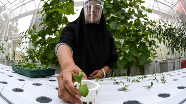 Anggota Kelompok Wanita Tani (KWT) Teratai menanam bibit sayur sawi dengan metode hidroponik di rumah kaca Green House, Sunter Muara, Jakarta, Selasa (29/12/2020).  [ANTARA FOTO/M Risyal Hidayat]