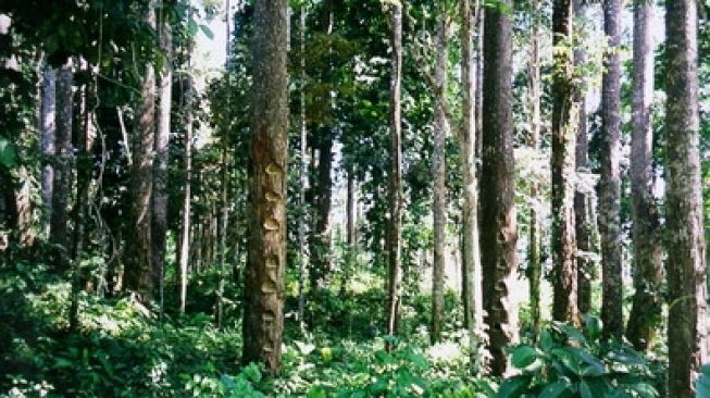 Nyaris Punah, Damar Mata Kucing di OKU Perlu Dilestarikan