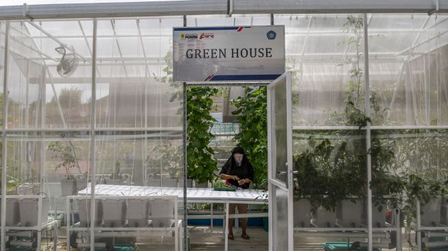 Anggota Kelompok Wanita Tani (KWT) Teratai menanam bibit sayur sawi dengan metode hidroponik di rumah kaca Green House, Sunter Muara, Jakarta, Selasa (29/12/2020).  [ANTARA FOTO/M Risyal Hidayat]