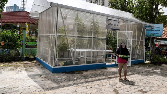 Anggota Kelompok Wanita Tani (KWT) Teratai membawa bibit sayur sawi dari rumah kaca Green House di Sunter Muara, Jakarta, Selasa (29/12/2020). [ANTARA FOTO/M Risyal Hidayat]