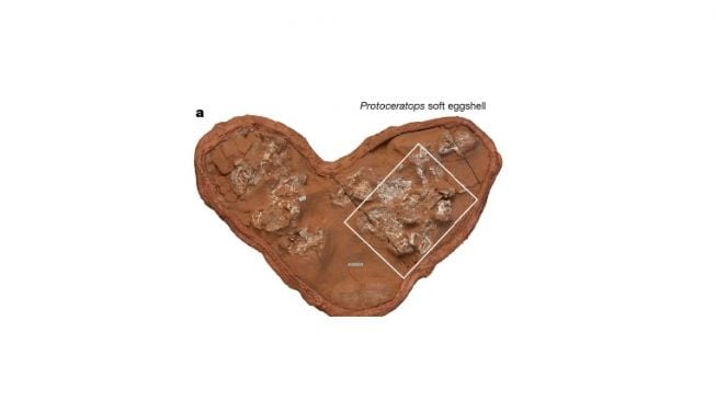 telur purba dari dua spesies dinosaurus, yaitu Protoceratops (dinosaurus bertanduk) dan sauropodomorph Mussaurus. [Nature.com]