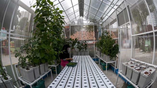 Anggota Kelompok Wanita Tani (KWT) Teratai menanam bibit sayur sawi dengan metode hidroponik di rumah kaca Green House, Sunter Muara, Jakarta, Selasa (29/12/2020).  [ANTARA FOTO/M Risyal Hidayat]