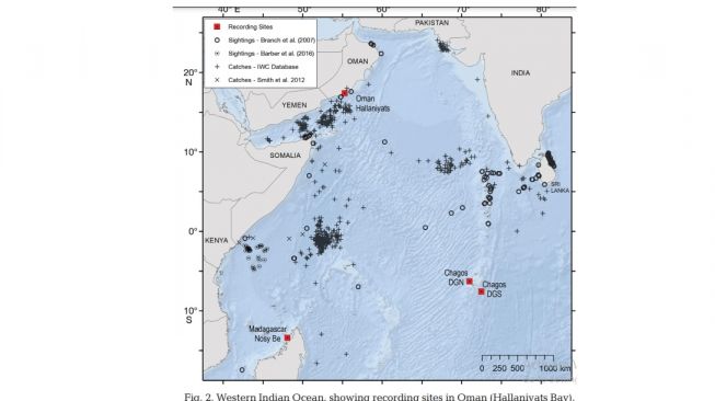 Penemuan Paus Biru di Samudera Hindia. [Endangered Species Research]