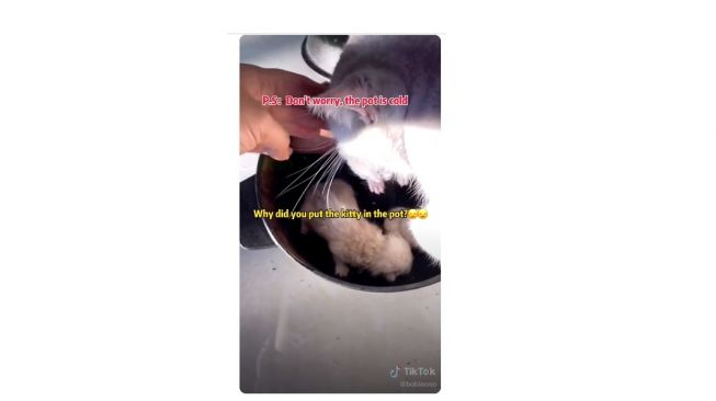 Aksi lucu kucing pindahkan anaknya ke wajan. [TikTok]