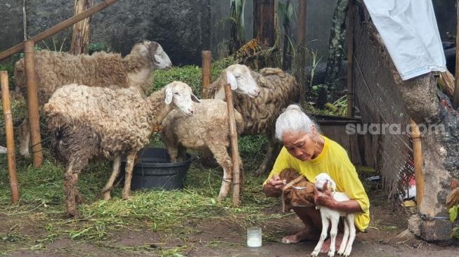 Tresno Sudarmo memberikan susu kepada salah satu anak domba yang lahir normal di rumahnya yang berada di Padukuhan Karangmojo, Kalurahan Purwomartani, Kapanewon Kalasan, Kabupaten Sleman, Rabu (30/12/2020). - (SuaraJogja.id/Hiskia Andika)