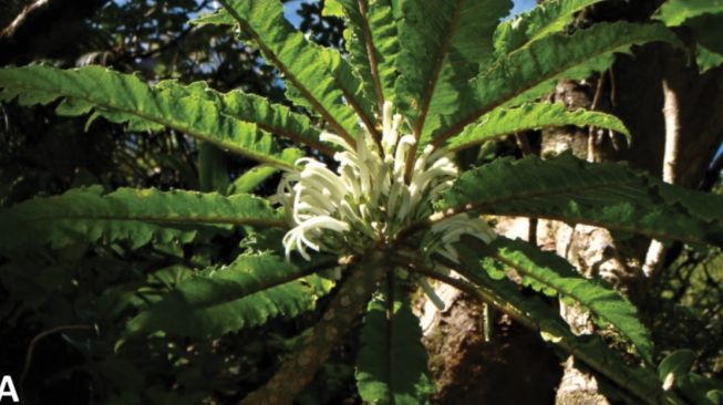 Bunga Hawaii Baru, Cyanea heluensis. [Phytokeys]