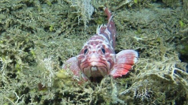 Lakukan 45 Ekspedisi, Ilmuwan Temukan Kelompok Spesies Atlantik Baru