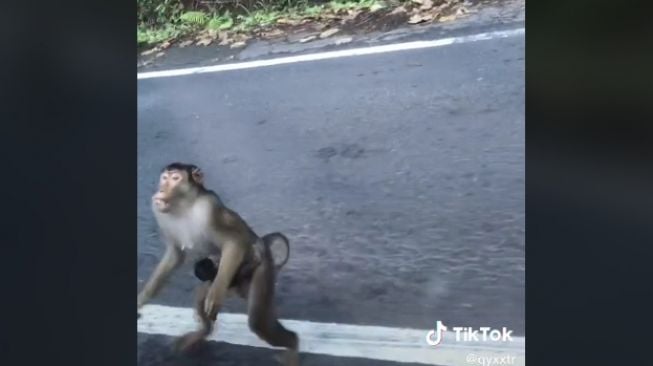 Nyesek, Momen Monyet Kejar Mobil untuk Minta Makan, Sambil Gendong Anak