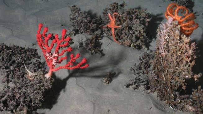 Spesies baru, terumbu karang. [Science Alert]