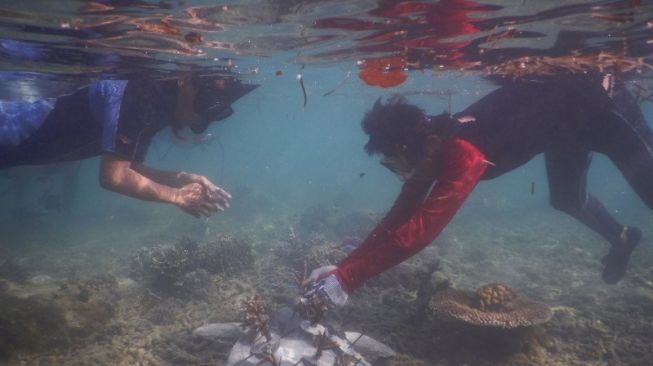 Penyu Sisik dan Hijau Khas Bangka Belitung Sebentar Lagi Mungkin Musnah