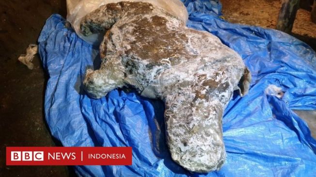 Bangkai Badak Berbulu Berusia 20.000 Tahun Peninggalan Zaman Es Ditemukan