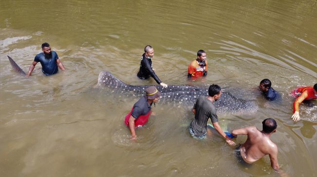 Petugas BKSDA Seksi Konservasi II Sulawesi Tenggara berusaha menyelamatkan seekor hiu paus tutul (Rhincodon typus) yang terdampar di Sungai Wanggu, Kendari, Sulawesi Tenggara, Sabtu (2/1/2021).  ANTARA FOTO/Jojon