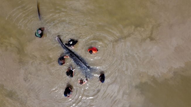 Petugas BKSDA Seksi Konservasi II Sulawesi Tenggara berusaha menyelamatkan seekor hiu paus tutul (Rhincodon typus) yang terdampar di Sungai Wanggu, Kendari, Sulawesi Tenggara, Sabtu (2/1/2021).  ANTARA FOTO/Jojon