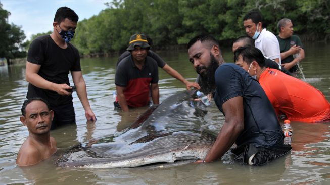 Petugas BKSDA Seksi Konservasi II Sulawesi Tenggara berusaha menyelamatkan seekor hiu paus tutul (Rhincodon typus) yang terdampar di Sungai Wanggu, Kendari, Sulawesi Tenggara, Sabtu (2/1/2021).  ANTARA FOTO/Jojon