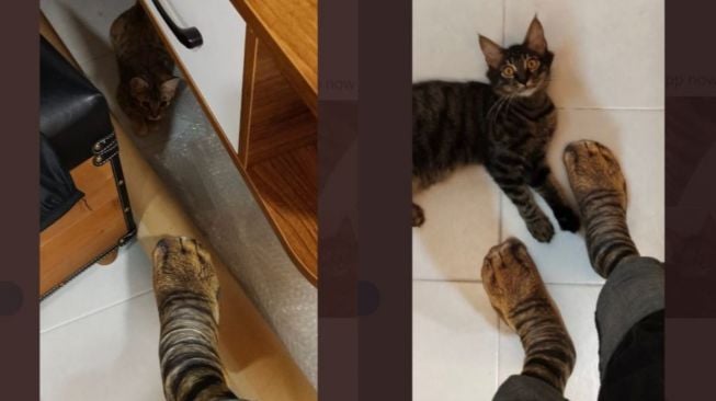 Viral Aksi Bapak-Bapak Beli Kaus Kaki Motif Bulu Kucing (twitter.com/br0keb1tch)