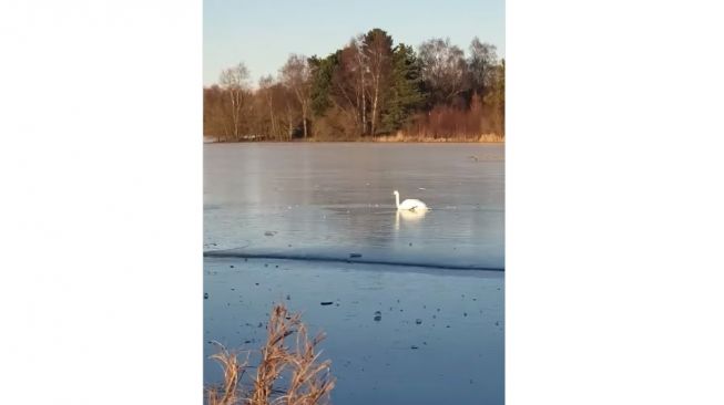 Kasihan! Gegara Cuaca Ekstrem, Seekor Angsa Terperangkap di Danau Beku