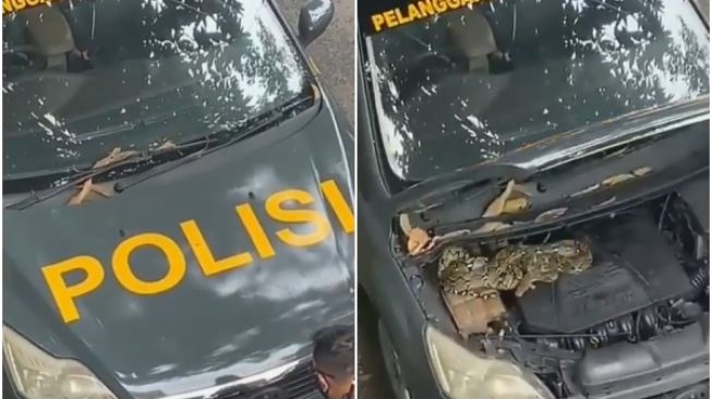 Mobil Polisi Ini Disusupi Penumpang Gelap, Wujudnya Bikin Orang Kocar-kacir