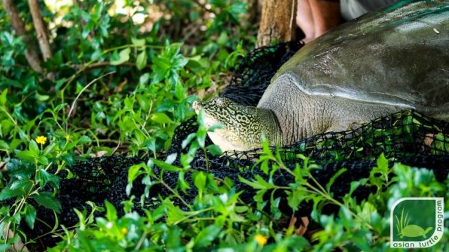 Penyu Paling Langka di Dunia Ditemukan