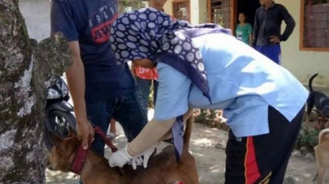 Kasusnya Tinggi, Pemkab Agam Siapkan 5.000 Vaksin Bagi Hewan Pembawa Rabies