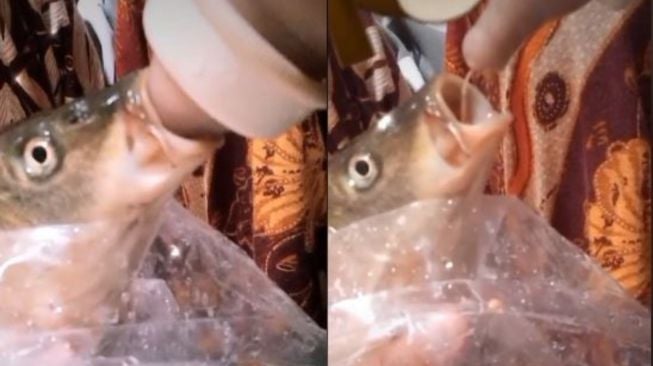 Viral Aksi Wanita Beri Susu dalam Botol Dot untuk Ikan, Tuai Pro Kontra