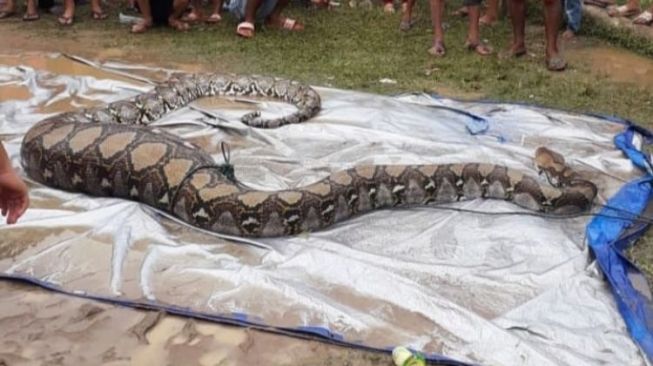 Heboh Warga Padang Ketemu Ular Piton Sepanjang 9 Meter, Perutnya Buncit