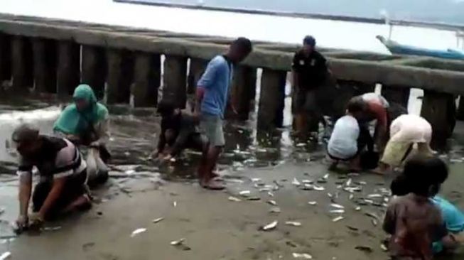 Heboh! Ribuan Ikan Tanjan Menepi di Pantai Teluk Penyu, Fenomena Apa?