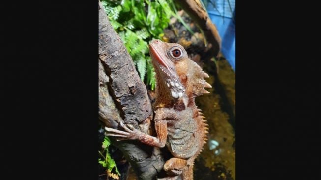 Naga hutan Boyd (Lophosaurus boydii). [Visit Sea Life]