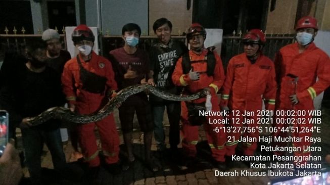 Mangsa Peliharaan, Ular Sanca Panjang 4 Meter Teror Warga Pesanggrahan