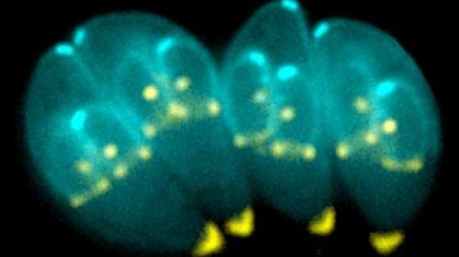 Toxoplasma gondi (Phys.org)