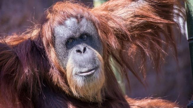 Orangutan Tertua di Dunia Mati