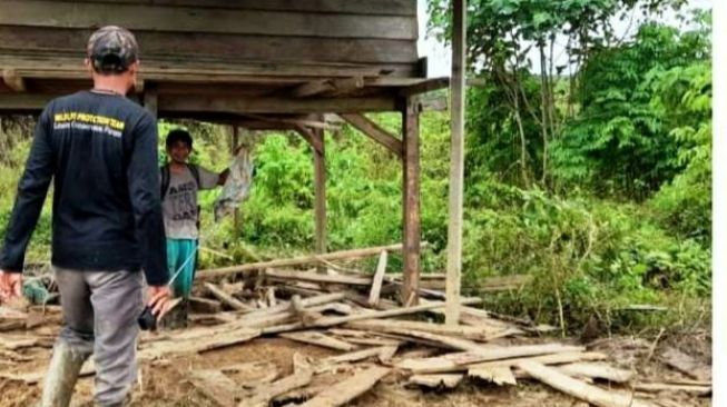 Kawanan Gajah Liar Rusak Kebun Warga