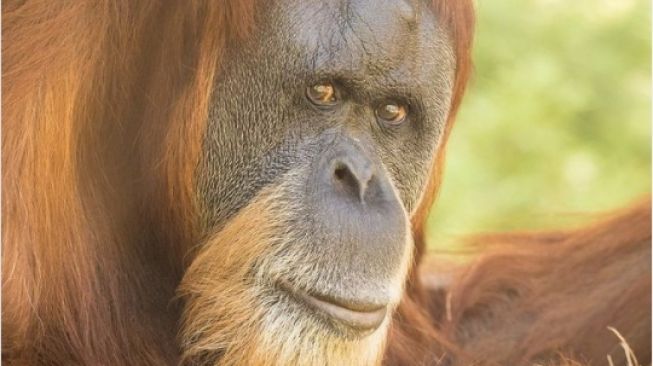 Orangutan Tertua di Dunia Mati, Warganet Ikut Berduka