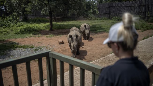 Relawan Sarah Fox (31) memanggil anak badak untuk diberi susu di The Rhino Orphanage, di lokasi yang dirahasiakan dekat Mokopane, provinsi Limpopo,  Afrika Selatan, pada (9/1/2021). [Michele Spatari / AFP]